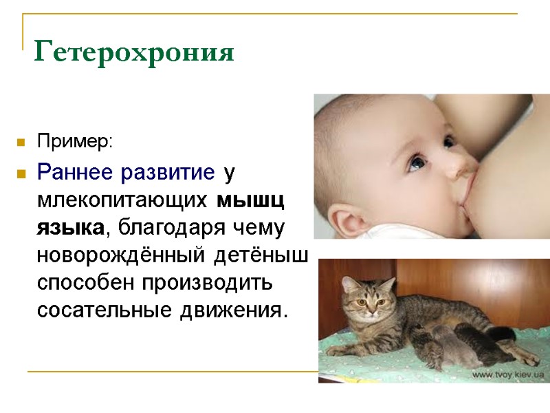 Гетерохрония Пример: Раннее развитие у млекопитающих мышц языка, благодаря чему новорождённый детёныш способен Гетерохрония Пример: Раннее развитие у млекопитающих мышц языка, благодаря чему новорождённый детёныш способен